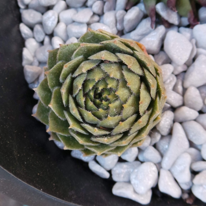 plant image 1120862