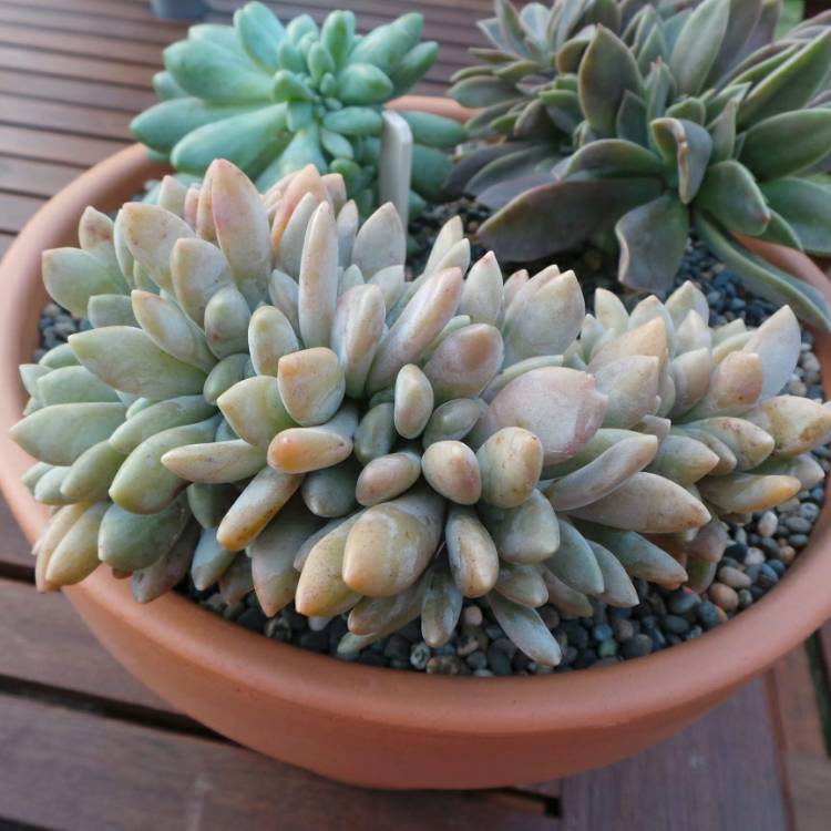 Plant image x Pachyveria Clavifolia Cristata
