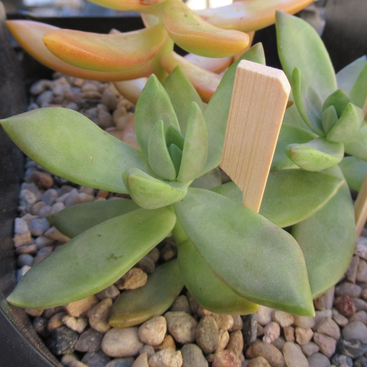 plant image 1141232