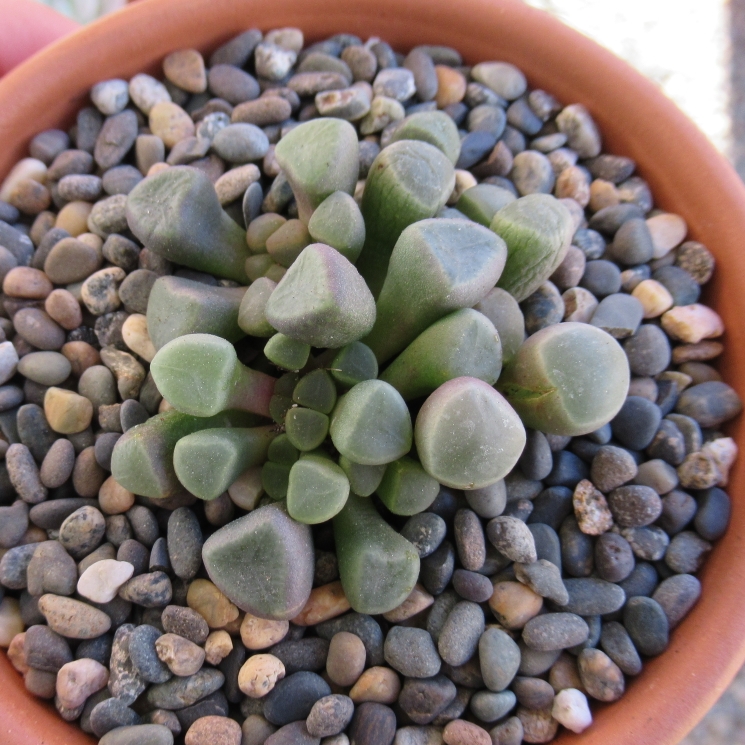 plant image 1141251 plant image 1141251