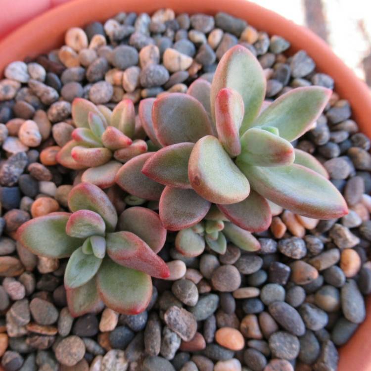 plant image 1141286