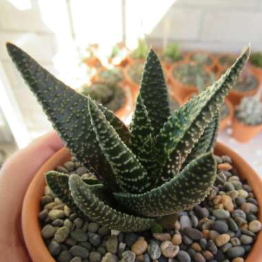 x Gasterhaworthia Banded Pearls