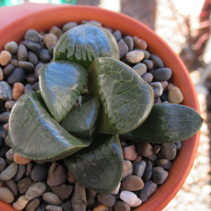 plant image 1141295