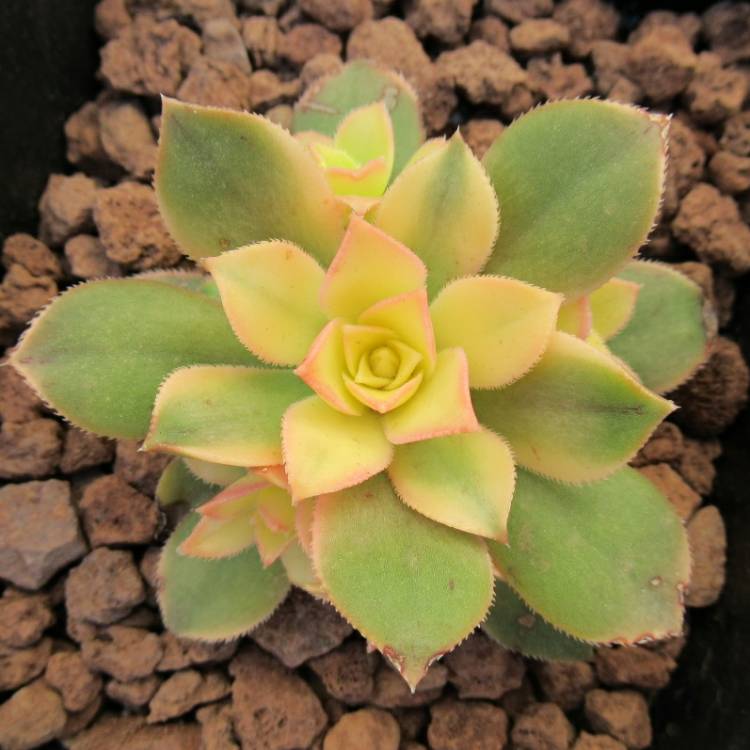 plant image 1143705 plant image 1143705