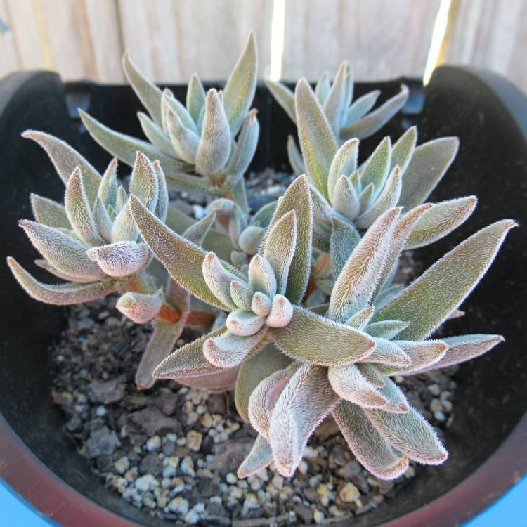 plant image 1144365 plant image 1144365