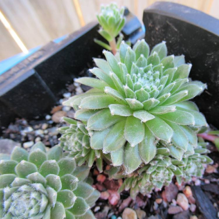 Plant image Sempervivum Tiny Tots