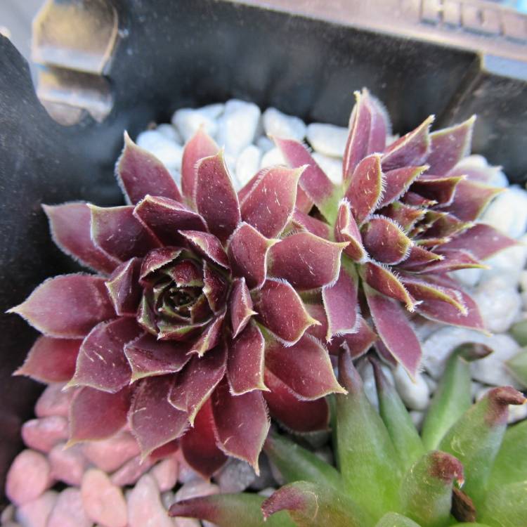 Sempervivum Round Midnight, Sempervivum 'Round Midnight' - uploaded by ...