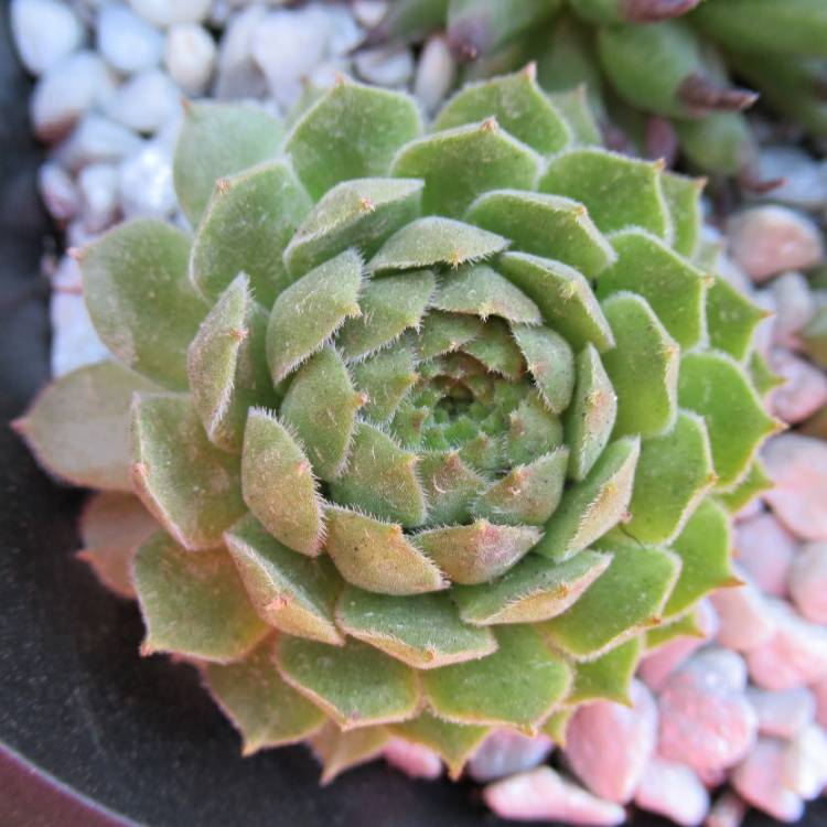 Plant image Sempervivum Rosie