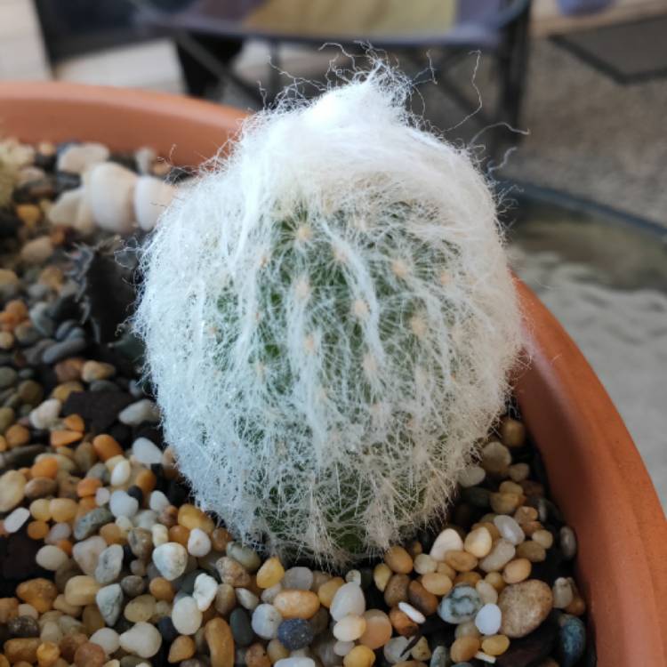 Plant image Espostoa melanostele