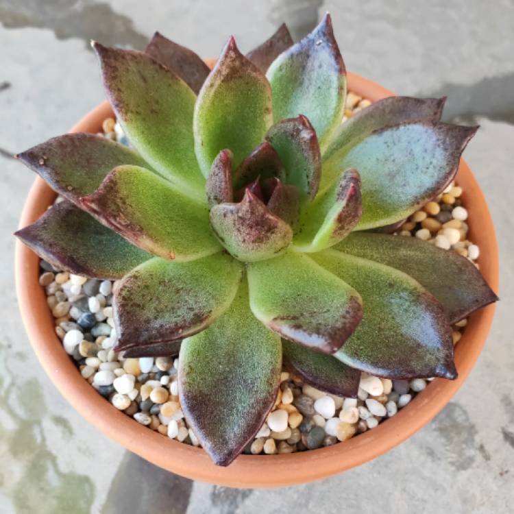 Plant image Echeveria Agavoides Blood Maria