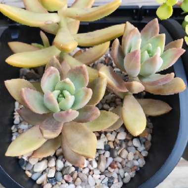 Sedum 'Pat's Pink'