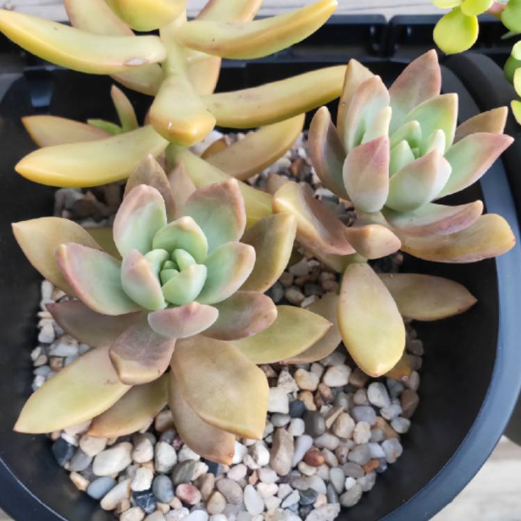plant image 1183924