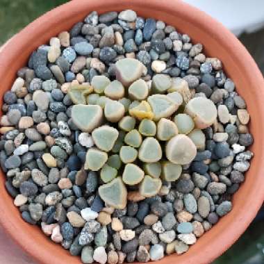Baby Toes