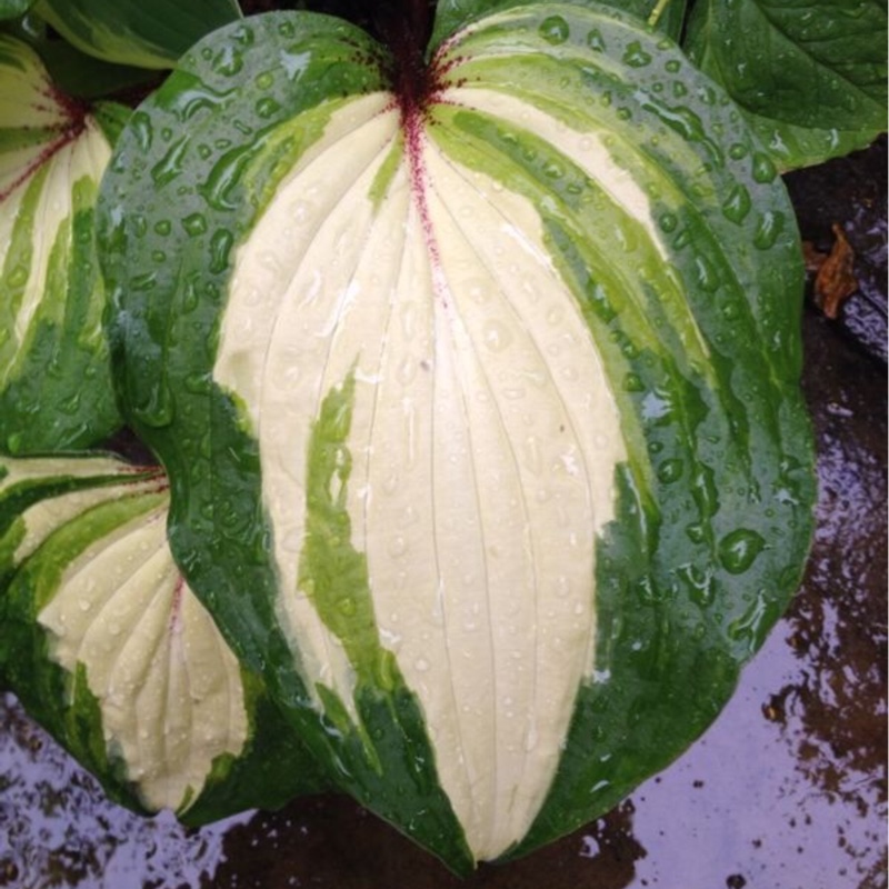 Plant image Hosta 'Raspberry Sundae'