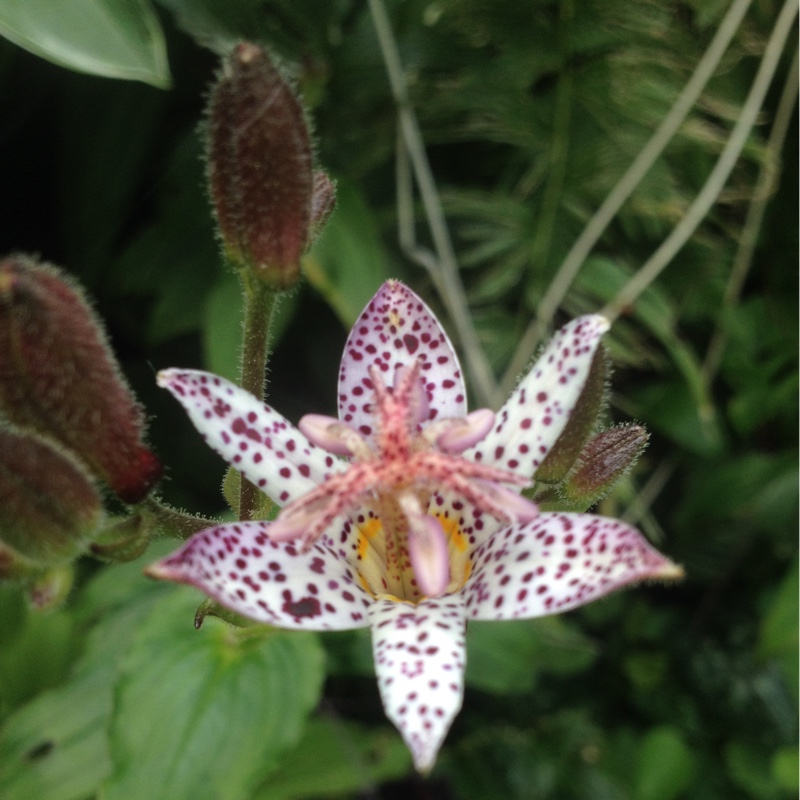 Plant image Tricyrtis formosana 'Pink Freckles'