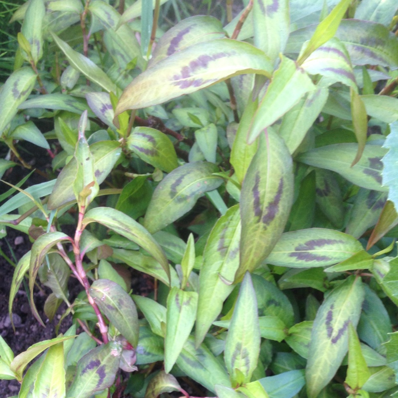 Plant image Persicaria odorata