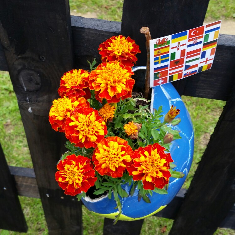 Tagetes erecta
