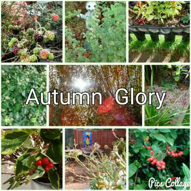 Kevin's garden