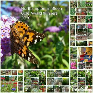 Kevin's garden