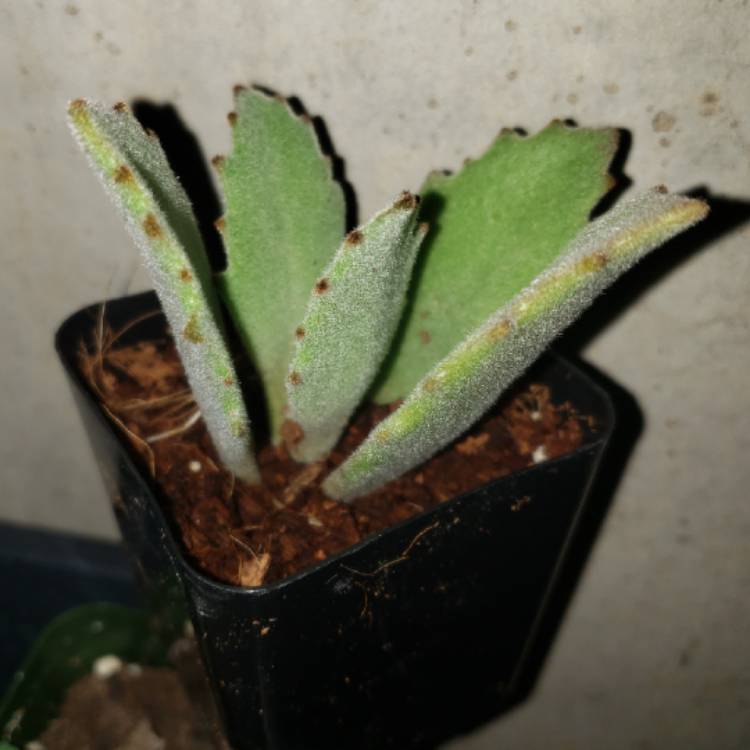 Plant image Kalanchoe Beharti