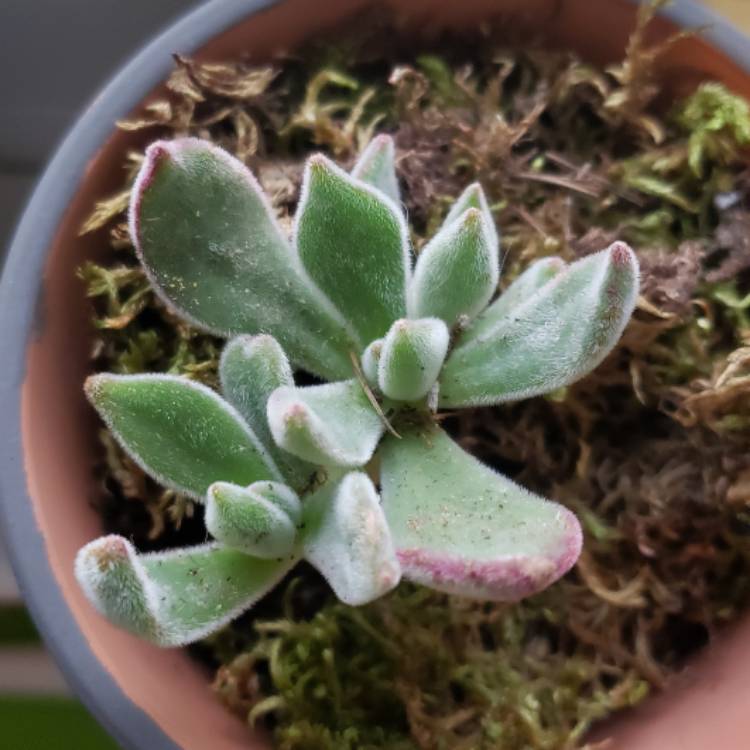 Plant image Echeveria Harmsii
