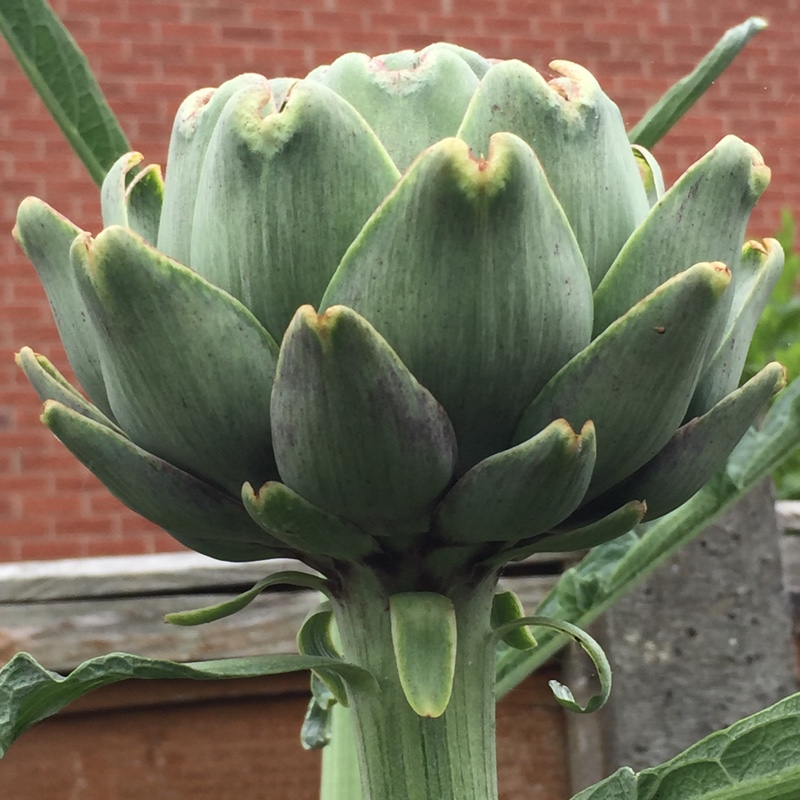 plant image 101795