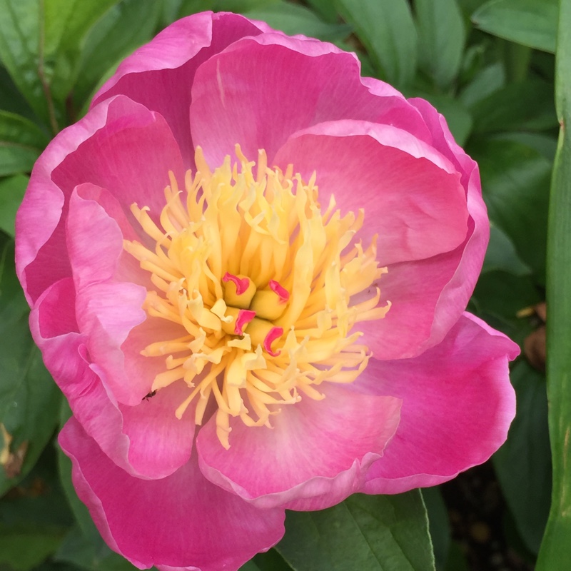 plant image 131970
