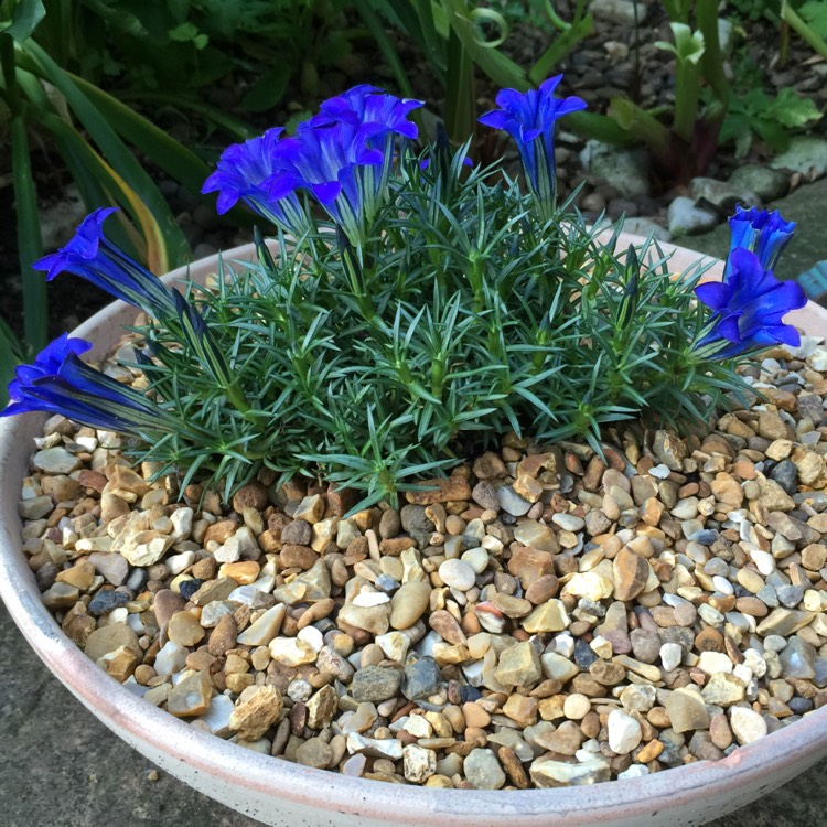 Plant image Gentiana sino-ornata