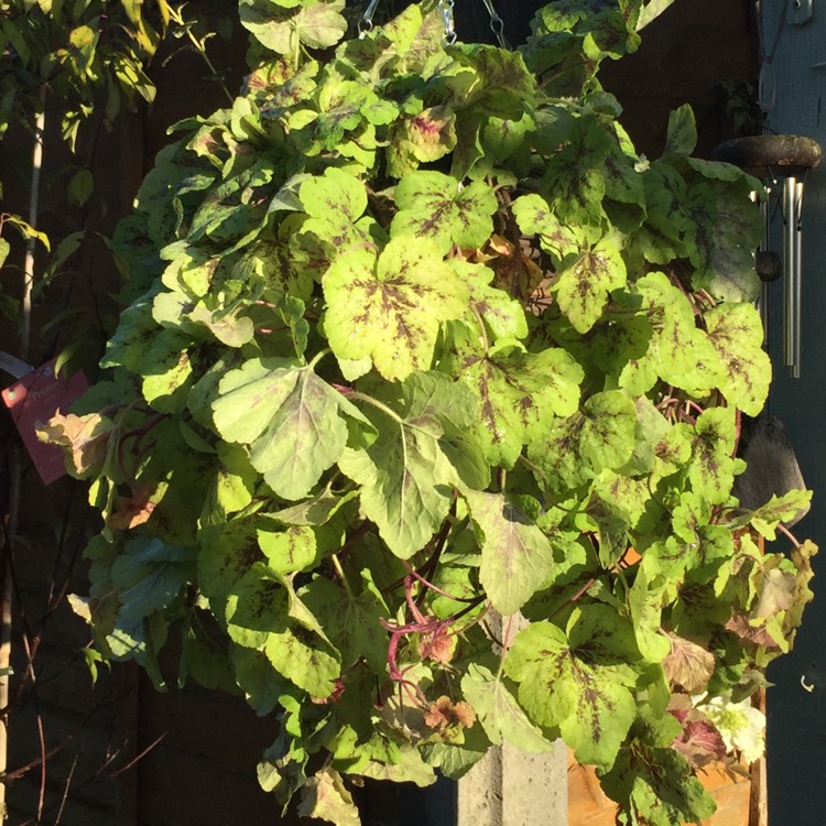 Plant image Heuchera 'Yellowstone Falls'