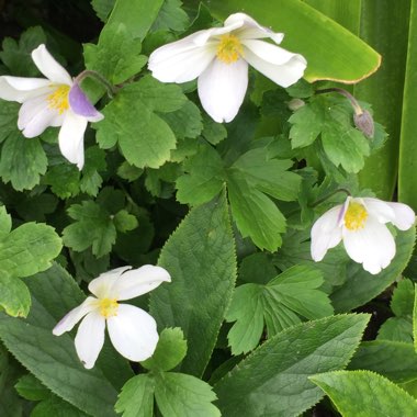 Anemone 'Macane001' syn. Anemone 'Wild Swan'