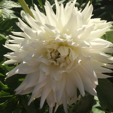 Dahlia 'My Love'