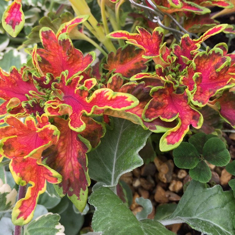 Plant image Plectranthus scutellarioides 'Coral Ruffles'