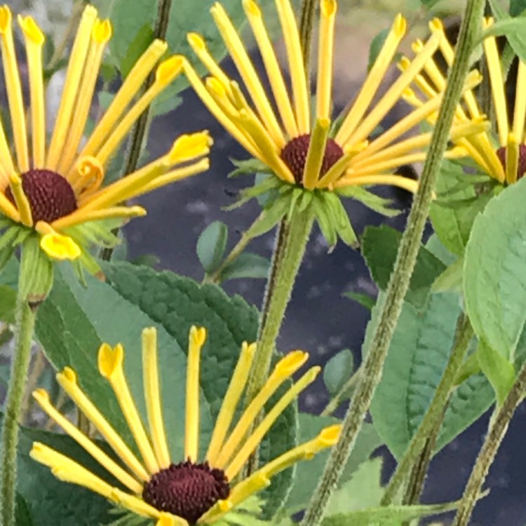 Plant image Rudbeckia subtomentosa 'Henry Eilers'