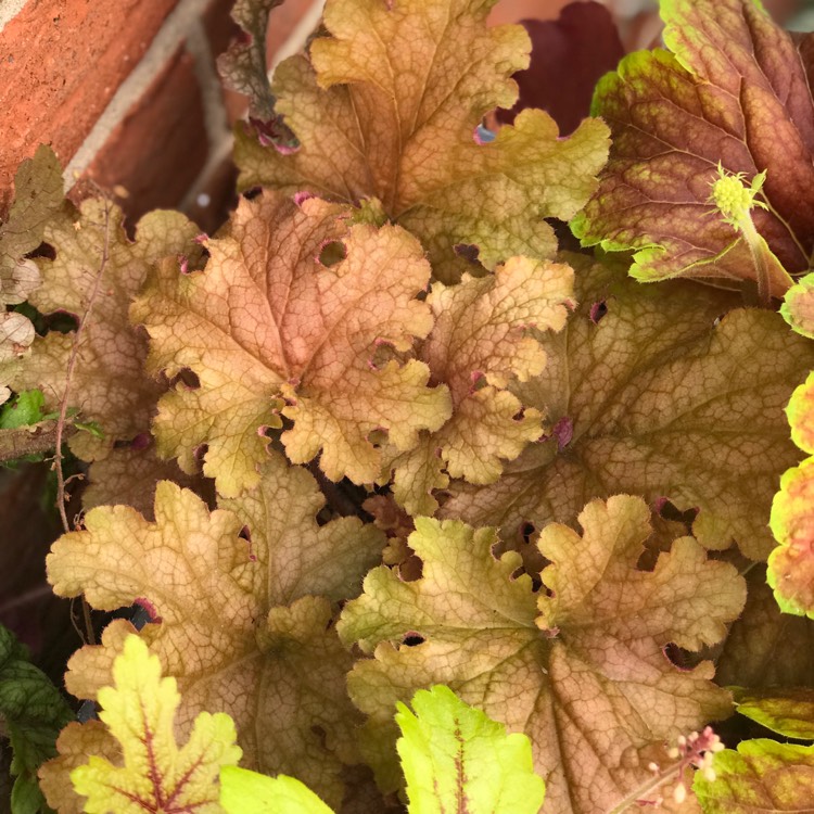 Plant image Heuchera 'Zipper'