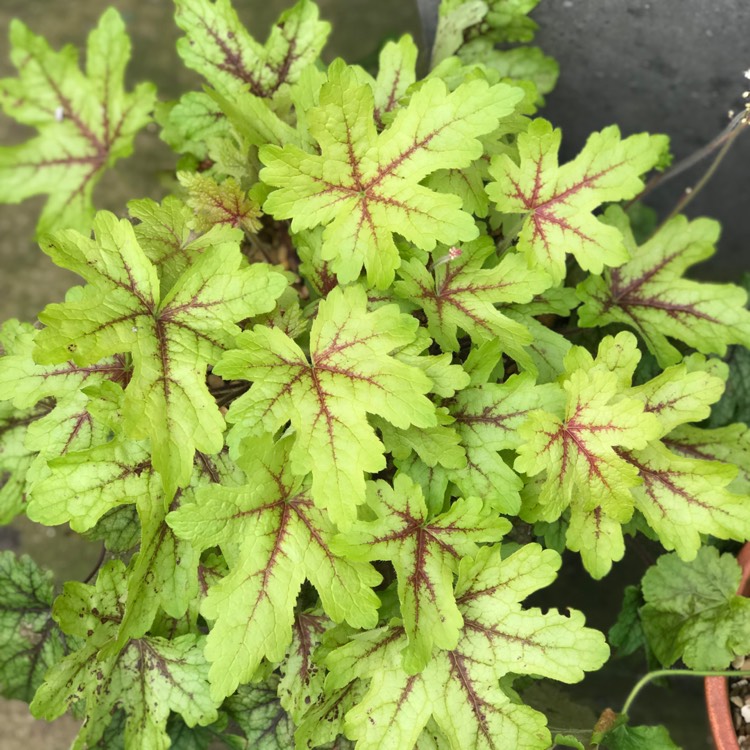 Plant image Heuchera 'Stoplight'