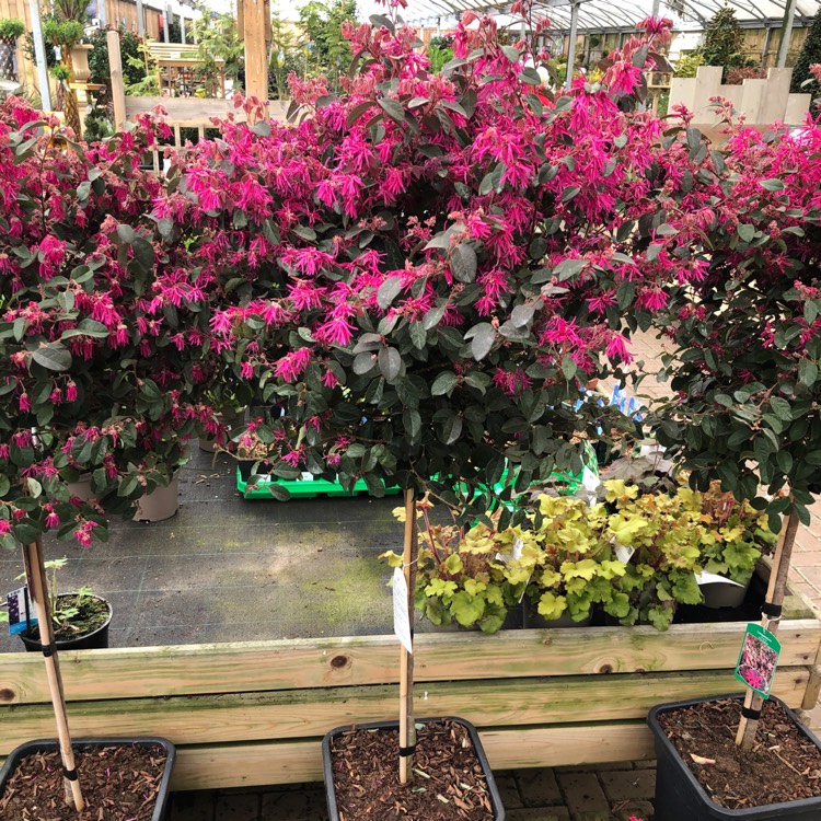 Plant image Loropetalum chinense var. rubrum 'Fire Dance'