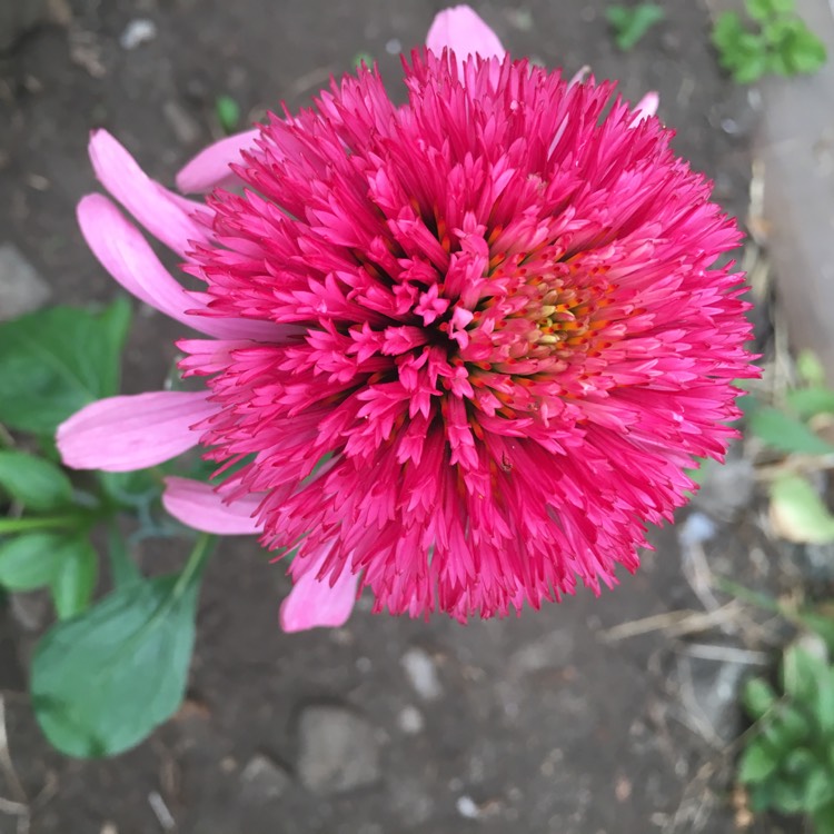 Plant image Echinacea 'Cheyenne Spirit' (Pink)