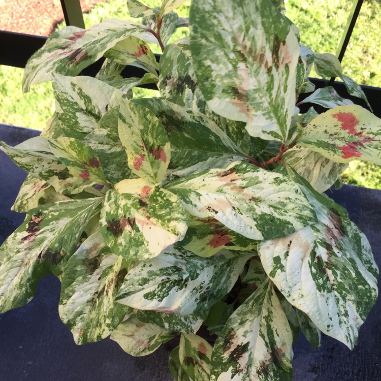 Plant image Persicaria virginiana 'Lance Corporal'