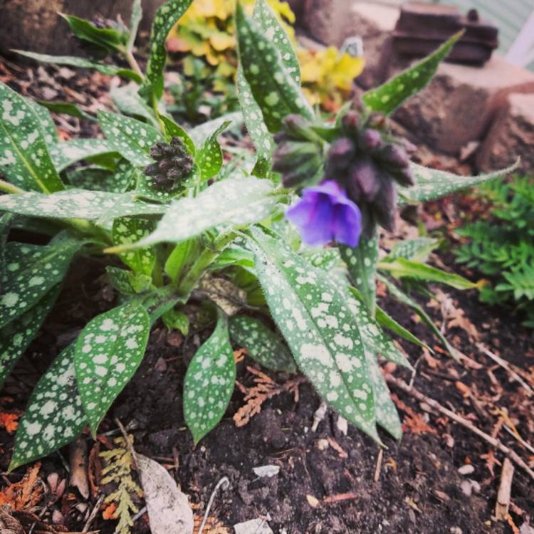 Plant image Pulmonaria longifolia 'Roy Davidson'