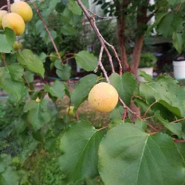 Apricot Tree