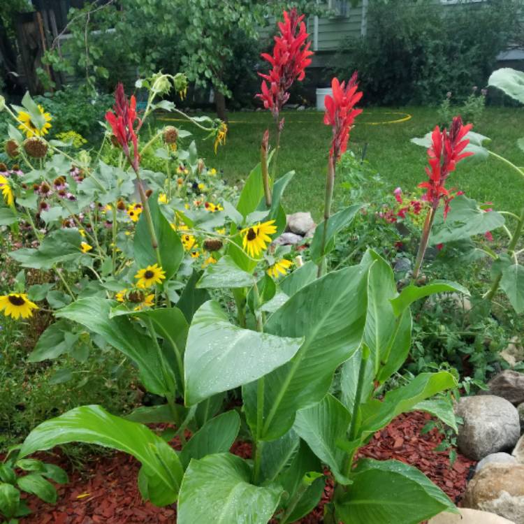 plant image 519830