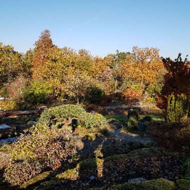 Heather's garden