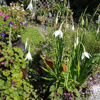 Heather's garden