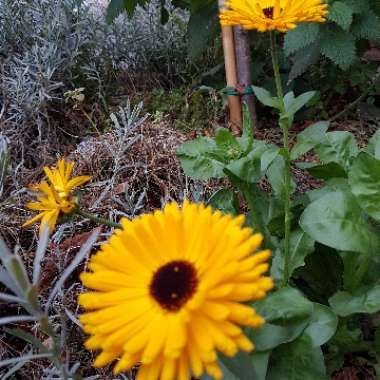 Heather's garden
