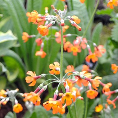 Aileen's garden