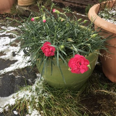 Aileen's garden