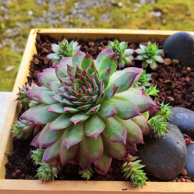 Plant image Sempervivum Mulberry Wine