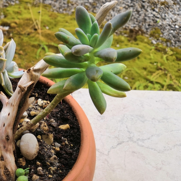 plant image 831817