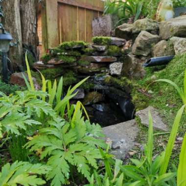 Iain's garden