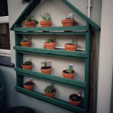 Iain's garden